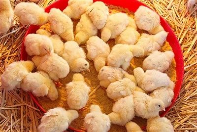 5% Premix ngir yarkat yu ndaw broiler