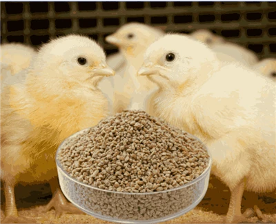 Crumble de démarrage de broiler